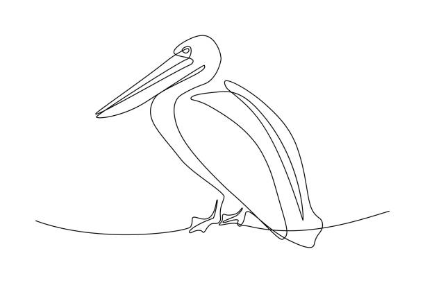 Pelican bird Pelican in continuous line art drawing style. Black linear sketch on white background. Vector illustration continuous line drawing bird stock illustrations
