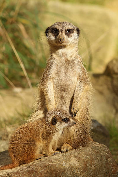 istock Meerkat with baby 119545617