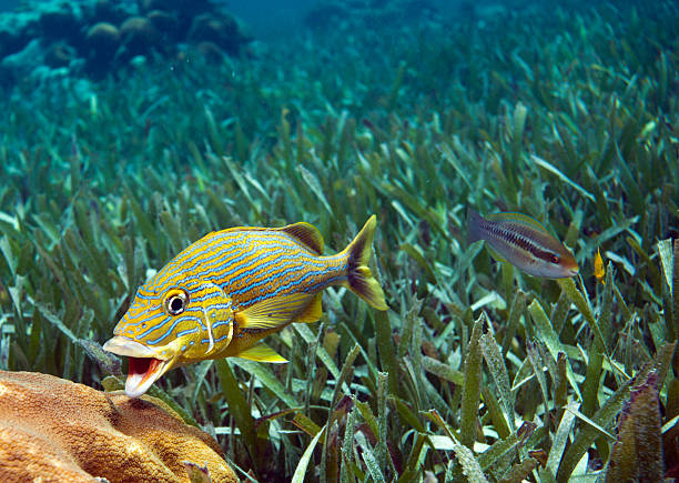 Bluestriped grunt (Haemulon sciurus)  grunt fish stock pictures, royalty-free photos & images