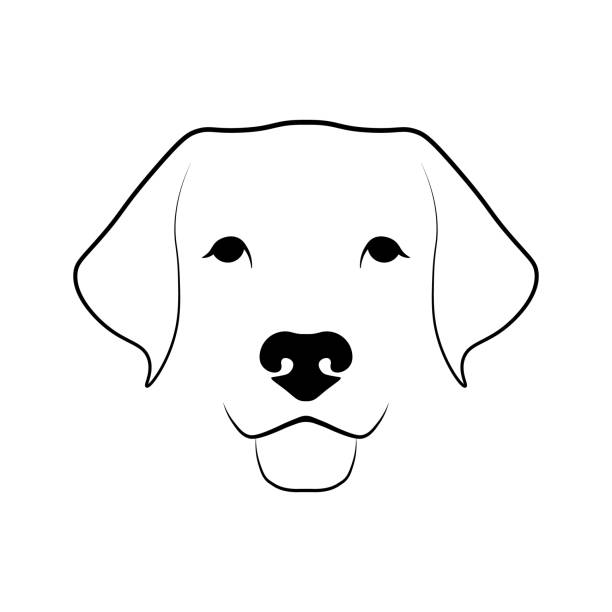 Dog head front view Labrador Retriever dog head. Black linear sketch on white background. Vector illustration snout stock illustrations