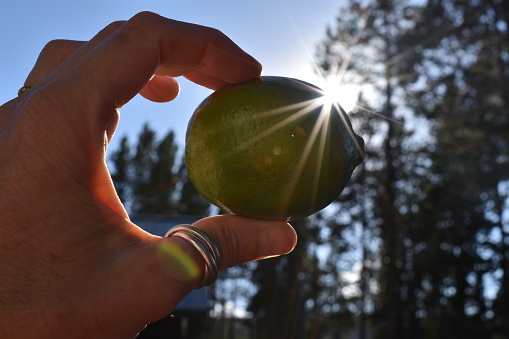 Isolated green lime with sunlight from behind, green trees in background.