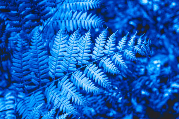 istock The ferns in the forest. 1195457554
