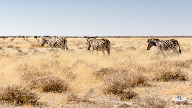 istock Many zebras walking in the grass 1195460012