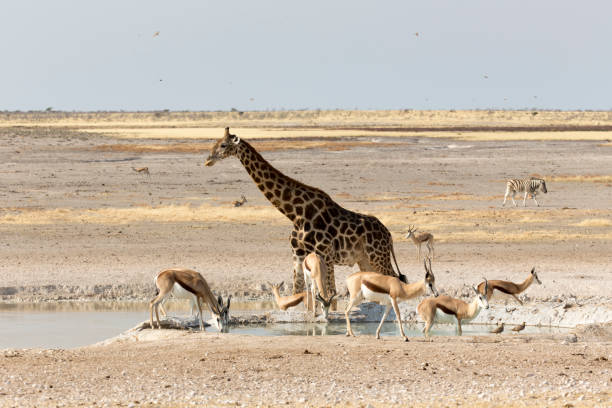 istock A Lonely giraffe in Namibian savanna 1195461021