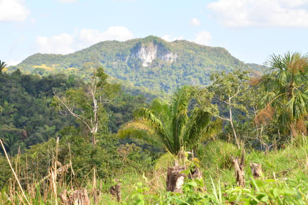 istock Macal River Valley - Belize - Central America 1195462229