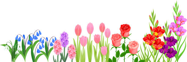 istock Flower border with different garden flowers isolated on white background 1195464913