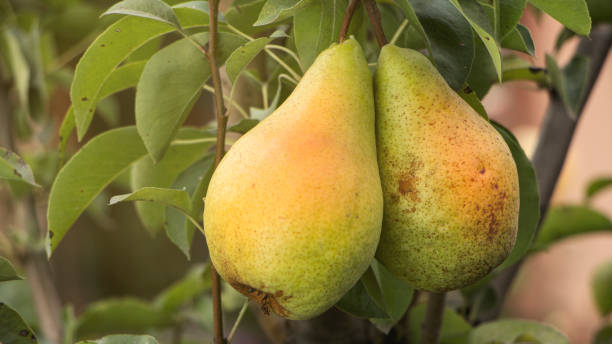 due deliziose pere succose biologiche e sane appese a un ramo di alberi da frutto nel giardino. - two pears foto e immagini stock