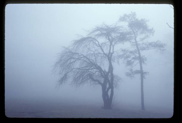 Fog over Mt. Storm Park