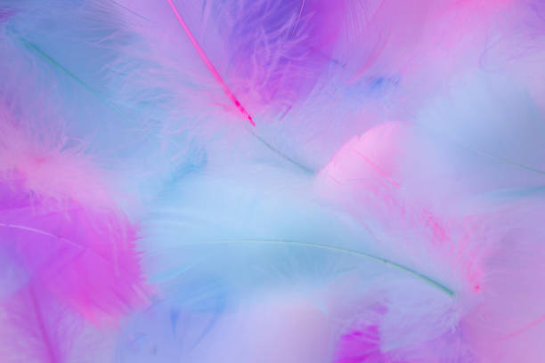 istock Beautiful abstract purple and blue feathers on white background and soft white pink feather texture on colorful pattern, colorful background 1195466426