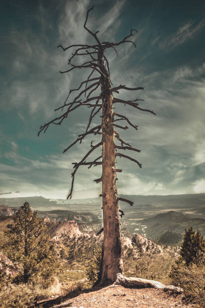 istock Dead tree on a cliff at the Bryce Canyon, Utah 1195467087