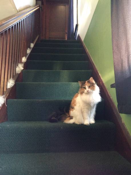 istock Calico on the stairs 1195468141