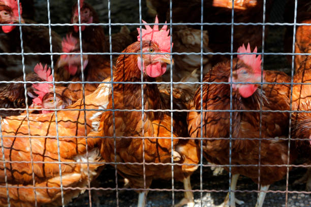 istock hens in cages in a chicken farm 1195468159