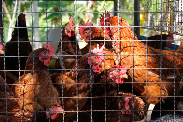 istock hens in cages in a chicken farm 1195468217