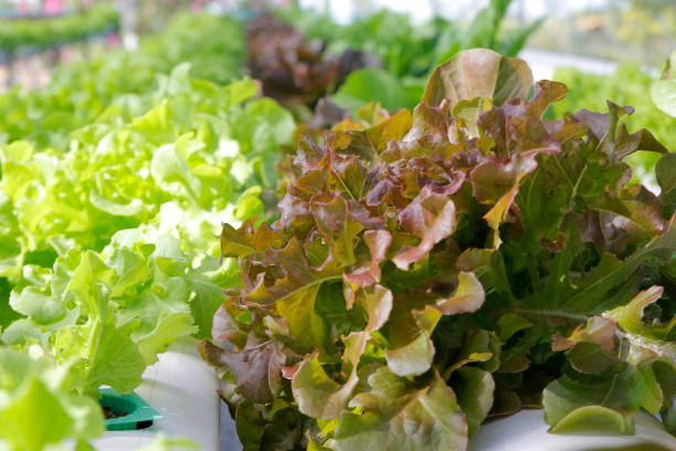 istock organic hydroponic vegetable in farm 1195468454