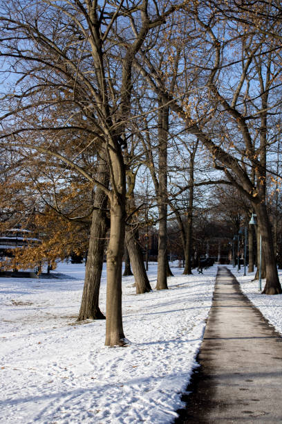 istock Footpath in a park on a sunny winter afternoon 1195470381