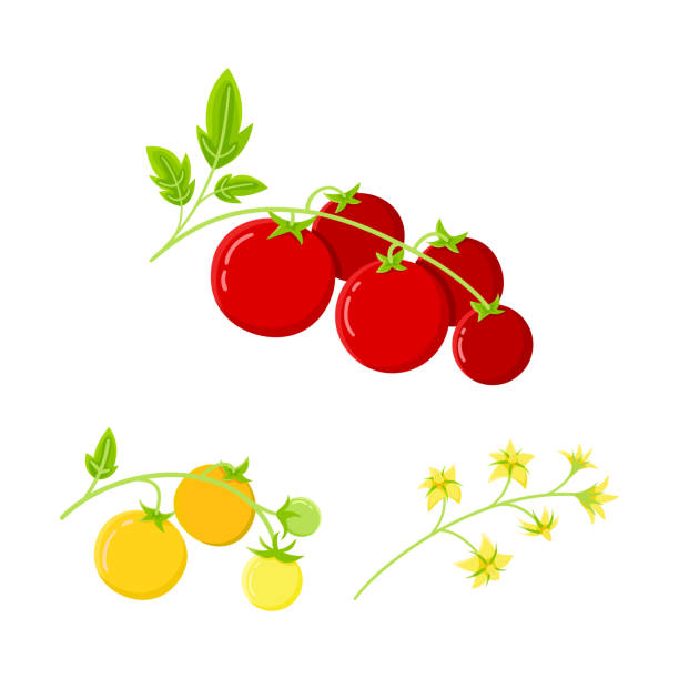 ilustraciones, imágenes clip art, dibujos animados e iconos de stock de conjunto de tomate: flor en la rama, frutos rojos y amarillos maduros, ilustración vectorial plana. - cherry tomato tomato white background vegetable