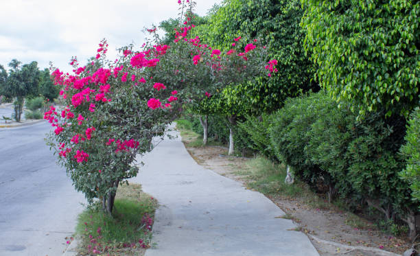 istock fantasy path between red and pink flowers sprouts 1195472510