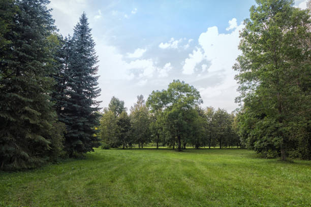 istock old park with green lawns and big trees. Belarus. 1195474654