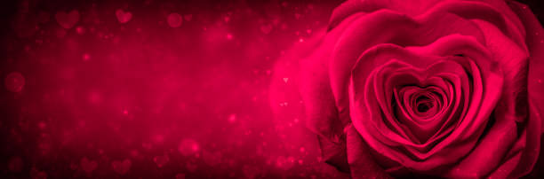 istock Soft Red Rose With Heart Shaped Petals 1195474824