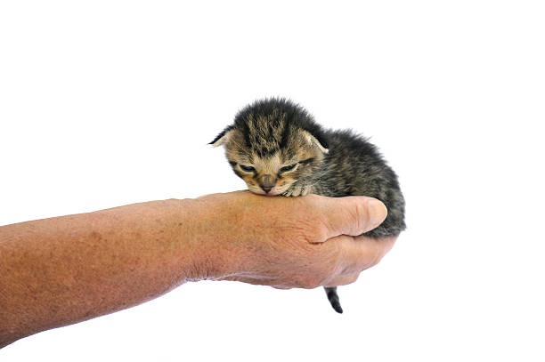 istock Senior's hands holding little kitten 119547576