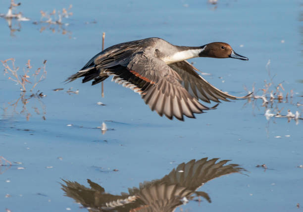 istock Northern Pintail Duck Taking Flight 1195475931