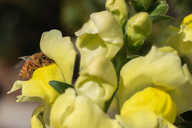A Honey Bee on a Yellow Snapdragon