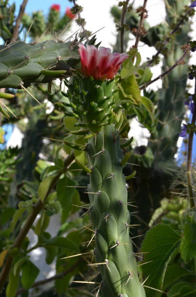 istock cactus bloom in porches 1195480541