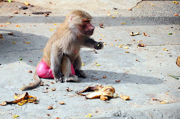 Formindske Mystisk snatch Baboon Bum Stock Photos, Pictures & Royalty-Free Images - iStock