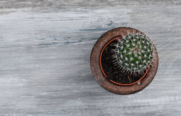 istock Cactus in handmade concrete flower pot 1195481186