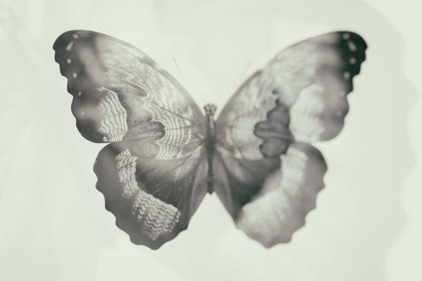 blurred abstract butterfly. double exposure. tropical insect