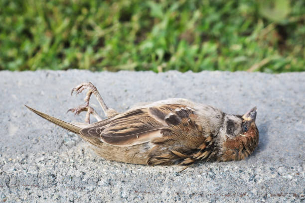 A dead sparrow lies on the side of the road against a background of grass. A dead sparrow lies on the side of the road against a background of grass. The bird died from the disease. passer domesticus stock pictures, royalty-free photos & images