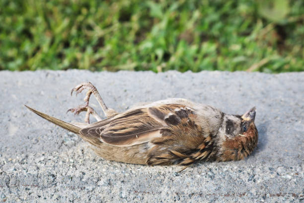 мертвый воробей лежит на обочине дороги на фоне травы. - accident animal bird animal body стоковые фото и изображения