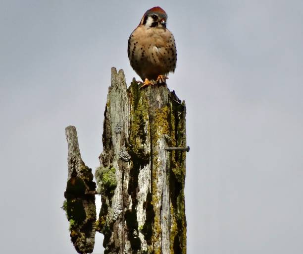 oregon farm falcon - kestrel hawk beak falcon stock-fotos und bilder