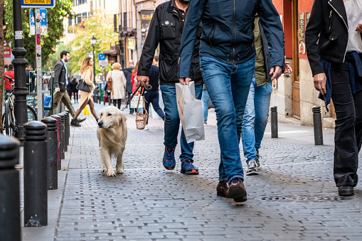 Madrid / Spain - October 19, 2019: A cute, sweet dog goes for a walk in the Malasana neighborhood in central Madrid.