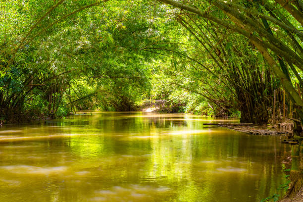martha brae river à falmouth, paroisse de trelawny, jamaïque. beau paysage vert vert luxuriant de feuillage naturel de canopée - falmouth jamaica photos et images de collection