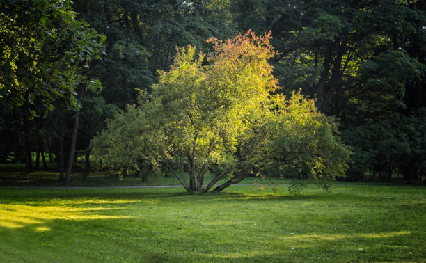 istock solitary spreading tree lit by the evening sun in the park 1195484151