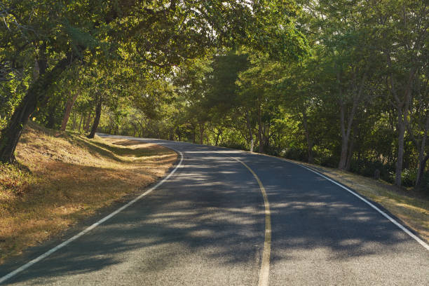 istock Shady left turn on asphalt road 1195484782