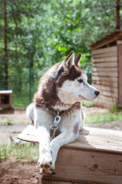istock Dog breed Husky in the nursery 1195485655