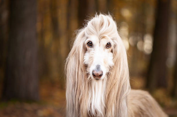 Dog Gorgeous Afghan Hound Portrait Against The Background Of The Autumn  Forest Space For Text Stock Photo - Download Image Now - iStock