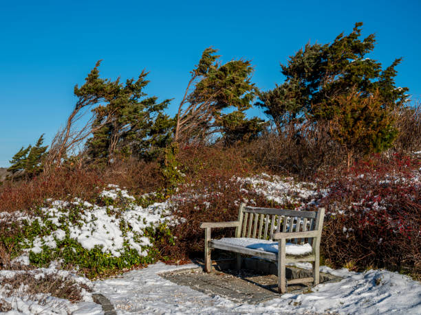 istock Wooden bench covered in snow on a winter day 1195486608