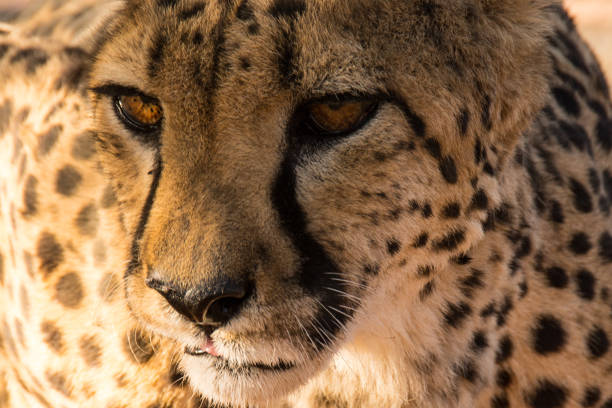 istock Close Up of a Cheetah - Namibia 1195487533