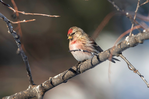 The redpolls are a group of small passerine birds in the finch family Fringillidae which have characteristic red markings on their heads. They are placed in the genus Acanthis. The genus name Acanthis is from the Ancient Greek akanthis, a name for a small now-unidentifiable bird.