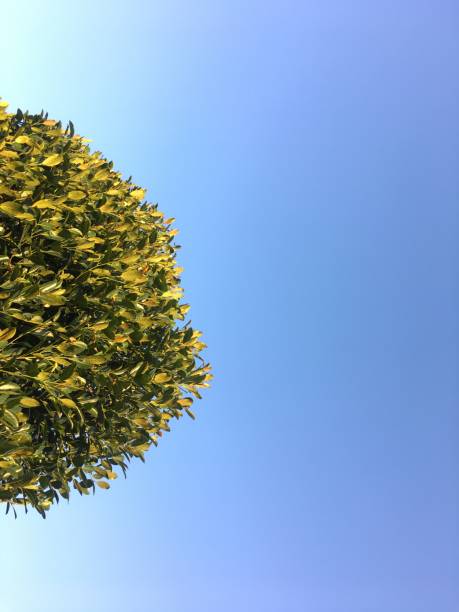 istock Jackfruit trees with the morning sky 1195489648