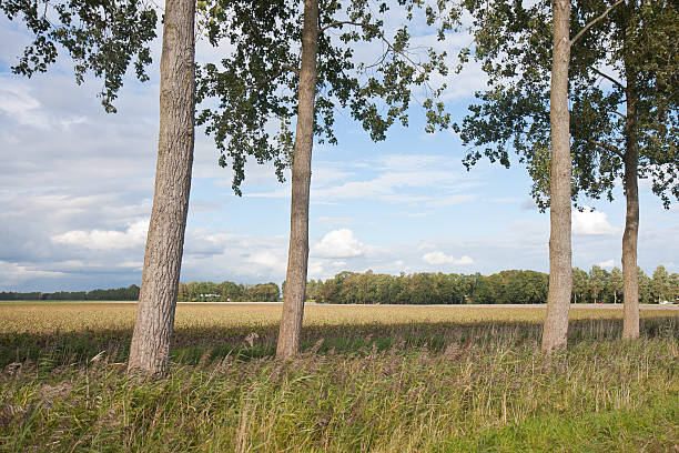 istock Trees in a typical Dutch rural landscape 119549072