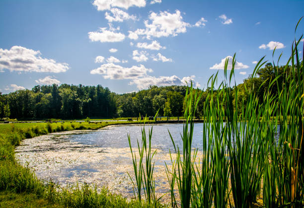 A perfect summer day by the lake
