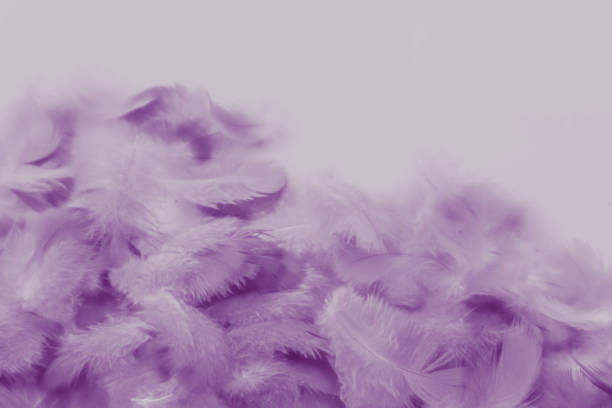 istock Beautiful abstract colorful blue and light purple feathers on white background and soft white pink feather texture on white pattern and purple background 1195494703