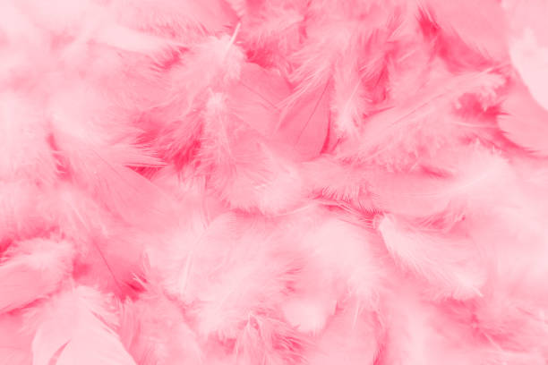 istock Beautiful abstract colorful white and pink feathers on white background and soft white red feather texture on pink pattern, pink background 1195494714