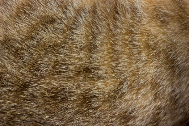 istock Cat fur close up background texture. Brown abstract stripes. 1195496303
