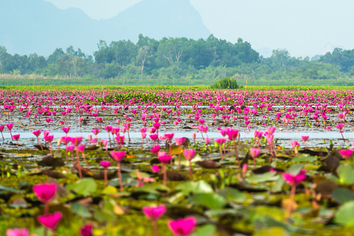 Beautiful pink lotus in swamp in public park, Thailand (Selective focus)