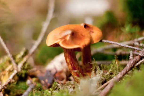 deadly webcap Cortinarius rubellus poisonous mushroom